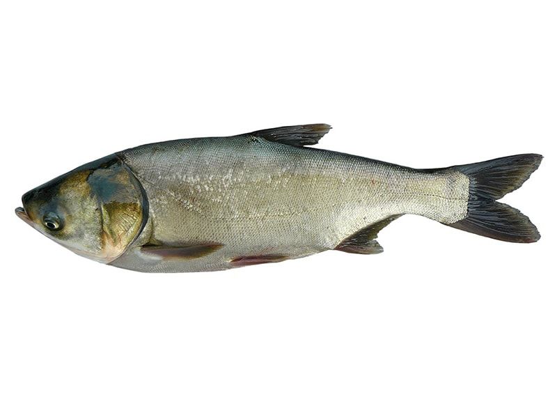 Nằm mơ thấy cá đánh số gì? Giải mã giấc mơ thấy cá chi tiết 9 Mơ thấy cá mè