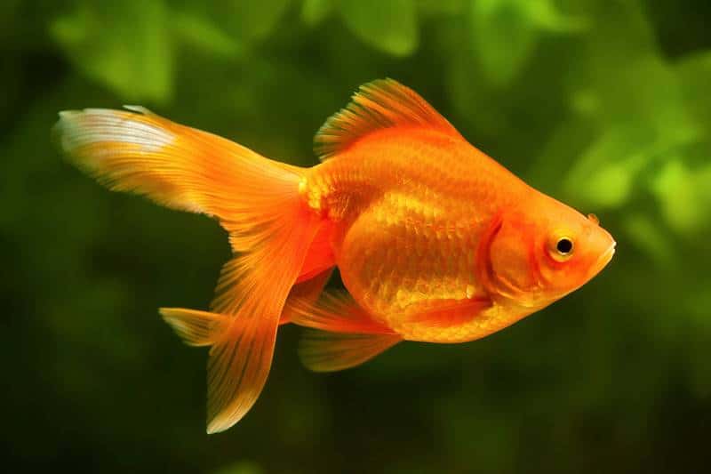 Nằm mơ thấy cá đánh số gì? Giải mã giấc mơ thấy cá chi tiết 8 Mơ thấy cá vàng là điềm gì?